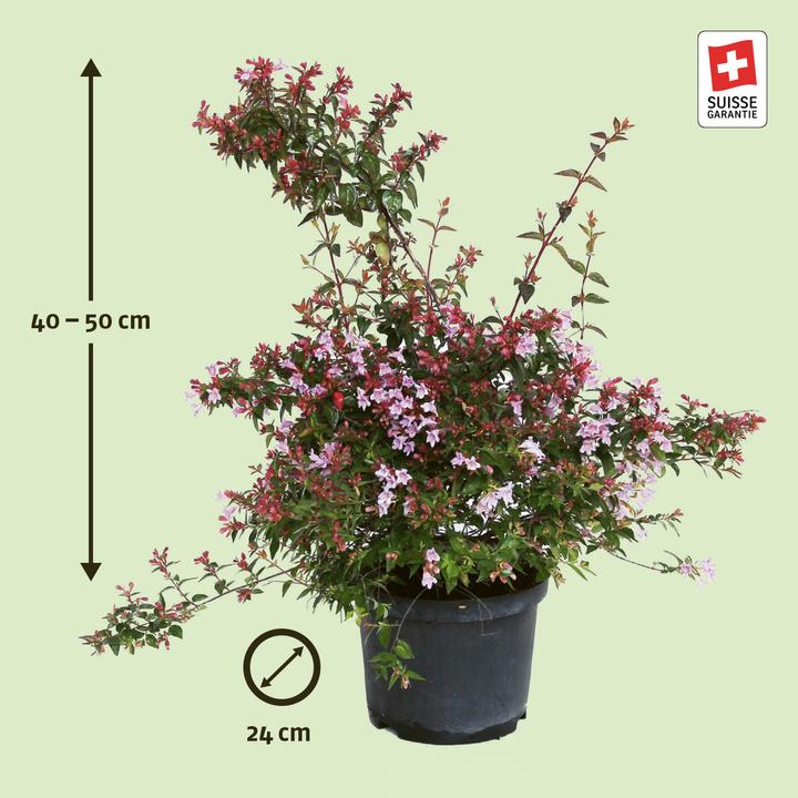 Immagine prodotto Zulauf Abelie / Abelia 'Edward Goucher' (50 cm)