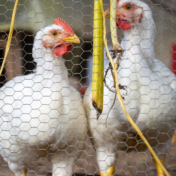 Actual product image Relaxdays Wire fence