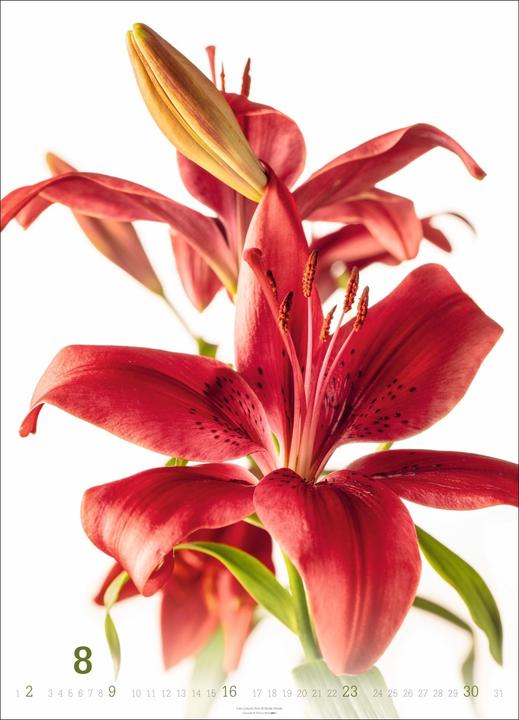 Produktbild Blütenbilder Kalender 2026 (49 x 68 cm)