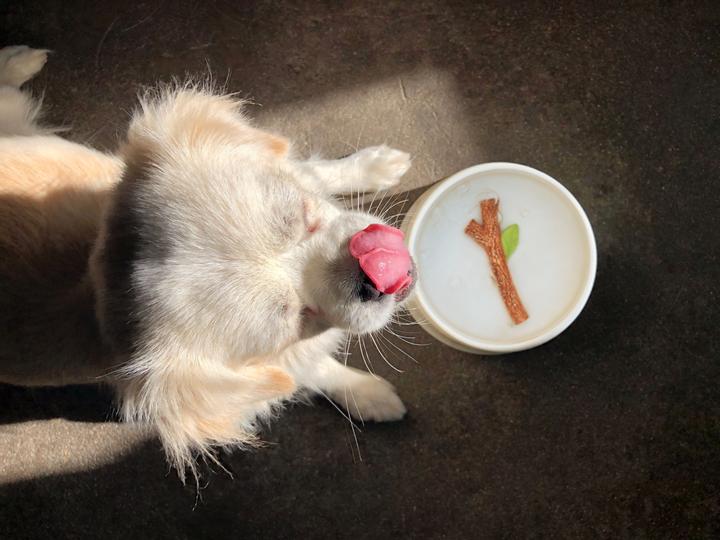 Image du produit Suck UK Stick Pet Bowl