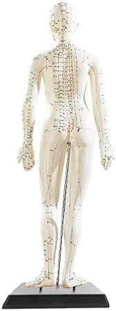 Actual product image Newgen medicals Acupuncture model
