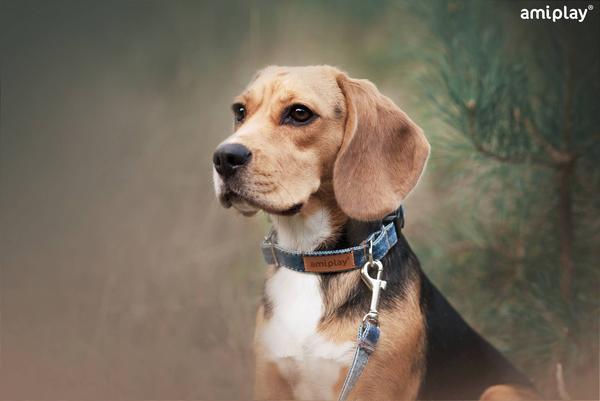 Produktbild amiplay Halsband Denim S, 10mm/20-35cm, dunkelblau (S, Hund, Allgemein)