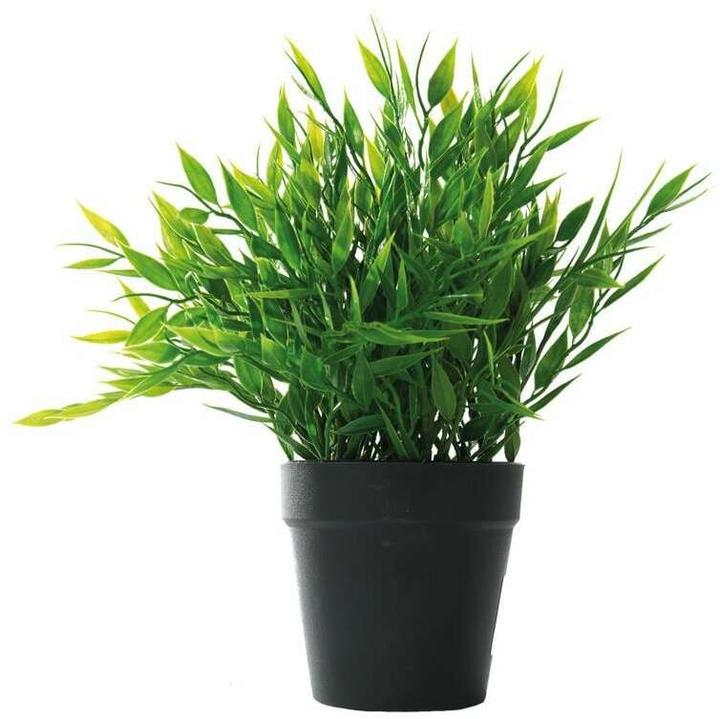 is monstera philodendron monstera deliciosa philodendron (swiss cheese plant)