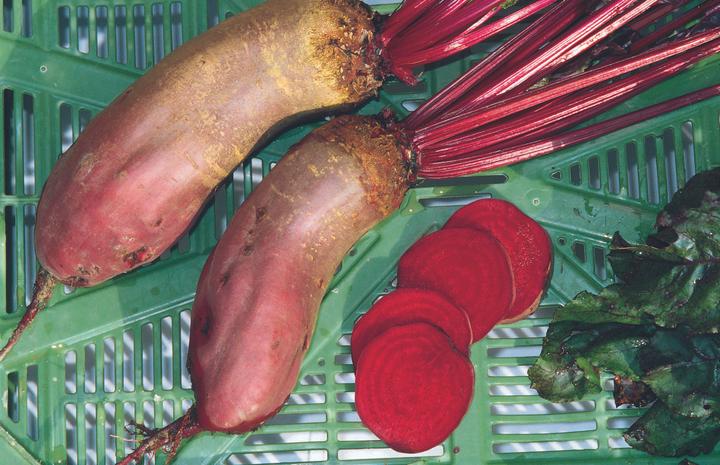 Produktbild Zollinger Bio Randen, Cylindra Selection Z