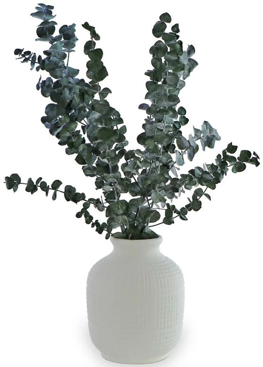 Immagine prodotto Soli Collection Fiori secchi (Fiori secchi)