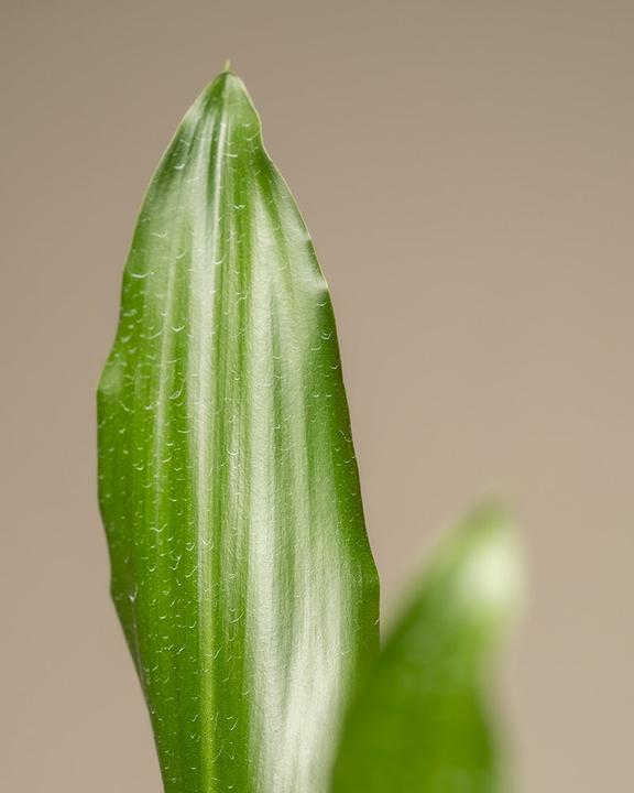 Image du produit feey Grosser Drachenbaum (80 cm, Fraîchement rempotés)