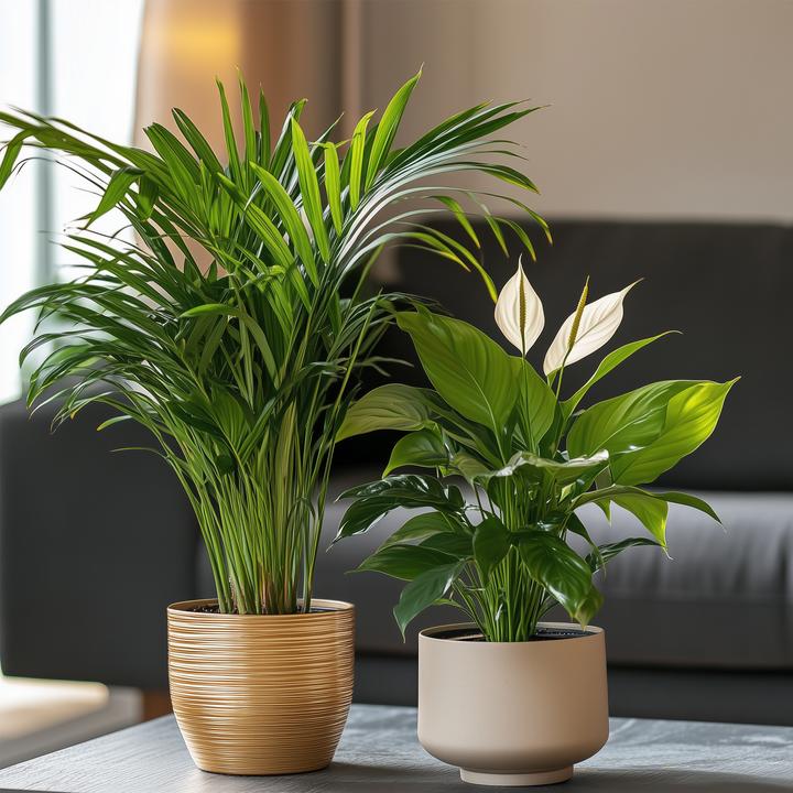 Actual product image Plant in a Box Spathiphyllum, Areca - 2 mix air purifying plants (60 cm)