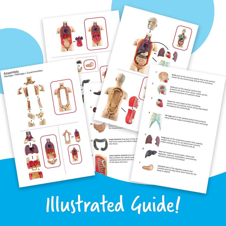 Produktbild Learning Resources LER3336 Anatomie-Modell Körper