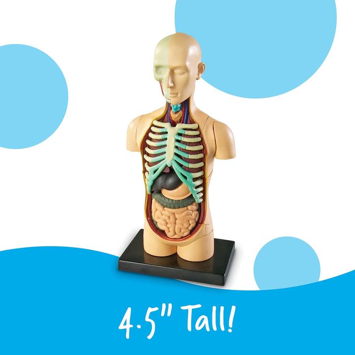 Produktbild Learning Resources LER3336 Anatomie-Modell Körper