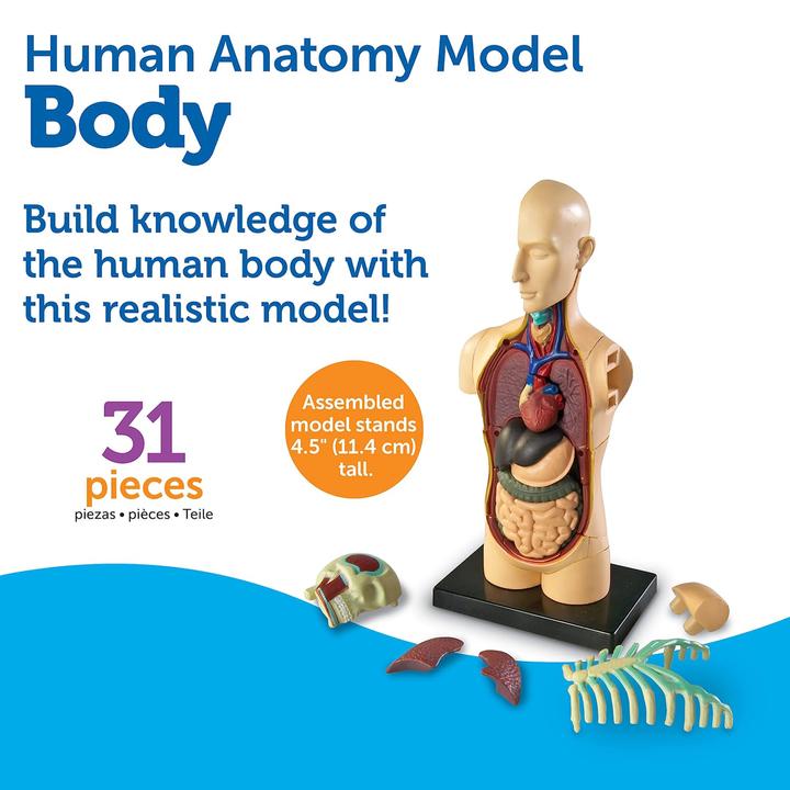 Produktbild Learning Resources LER3336 Anatomie-Modell Körper