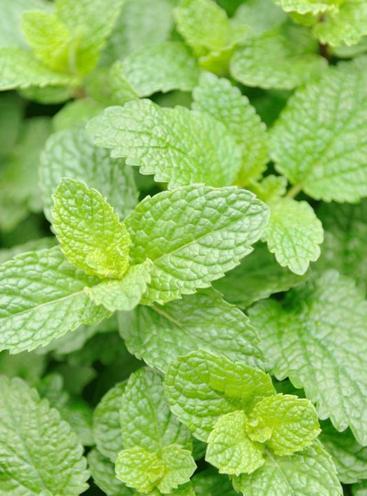Actual product image Rausch Fresh Shower Gel with Mint Fl 50 ml (50 ml)