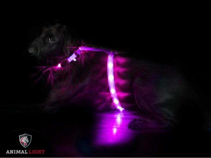 Actual product image Animal Light Glow (M, Dog, General)