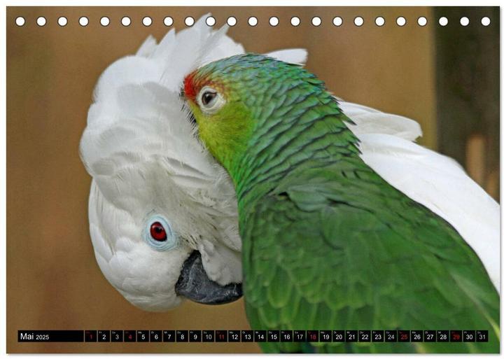 Image du produit Die Kakadus sind los (Tischkalender 2025 DIN A5 quer), Monatskalender (A5)