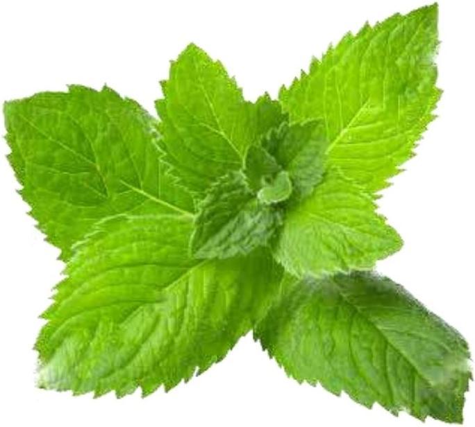Immagine prodotto Officinalis Dalla Grana Officinalis Ice Menta Gel 90% Bustina