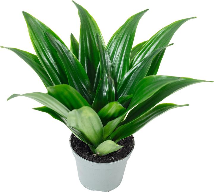 Immagine prodotto Flowerbox Dragon Tree Janet Craig - Dracaena Deremensis Janet Craig (15 cm)