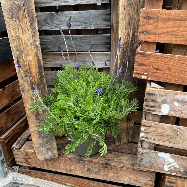 Produktbild Säntispracht Der kanarische Schmetterlings-Lavendel - Lavendula 'pinnata' (80 cm)