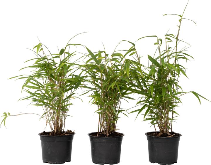 Image du produit Plant in a Box Fargesia papyrifera 'Grex' - Lot de 3 bambous bleus (30 cm)