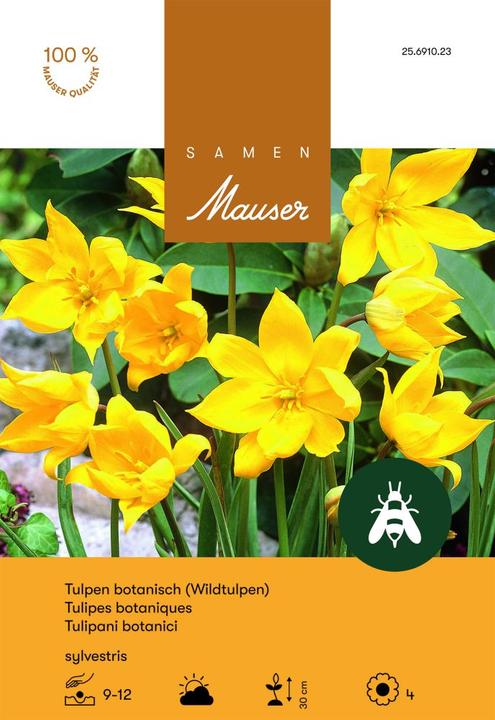 Produktbild Samen Mauser Sylvestris (Blumenzwiebeln)