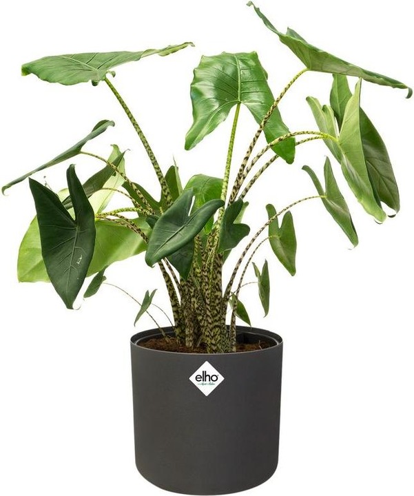 Actual product image Elho b.for soft (18.30 cm)