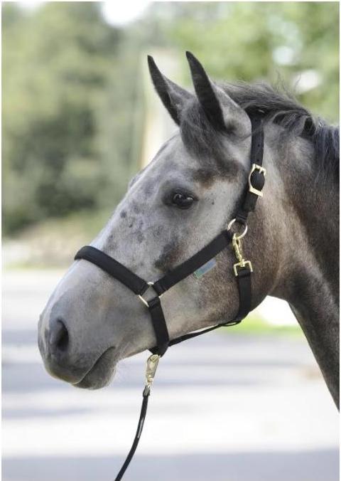 Immagine prodotto Bucas Halter Dublino