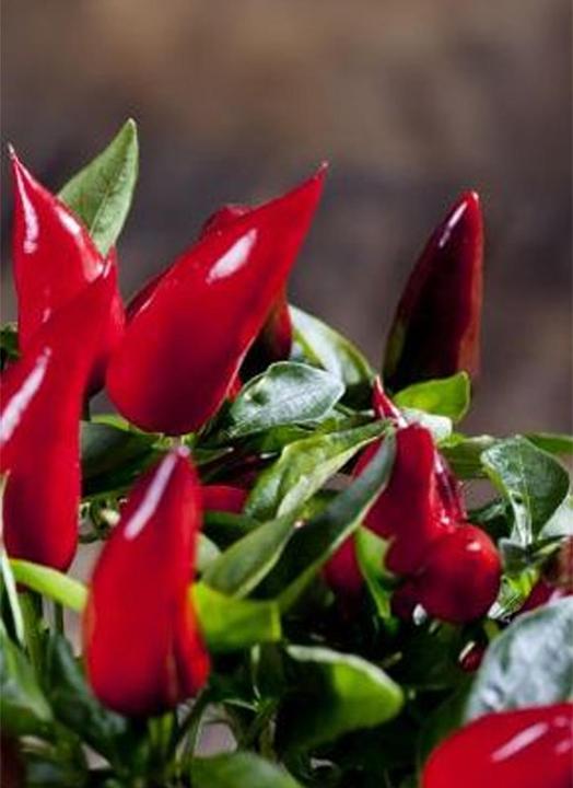 Tropica Chili - Birds-Eye ( Capsicum frutescens )