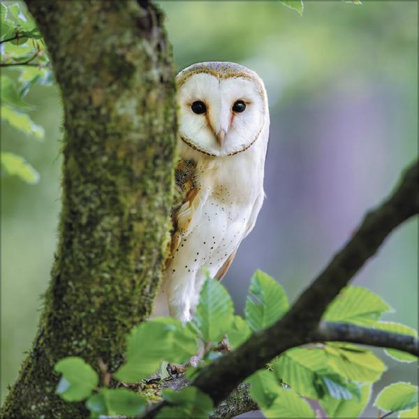 Produktbild Eulen 2026 (30 x 30 cm)