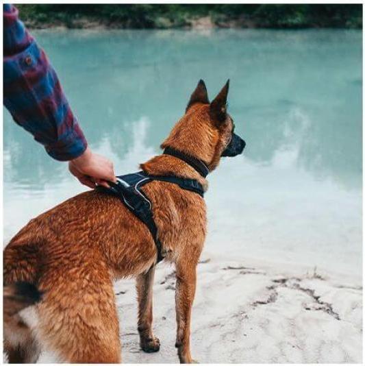 Produktbild Non-Stop Dogwear Rock Harness M (M, Hund, Allgemein)