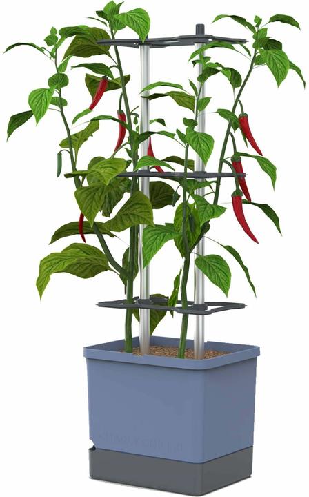 Actual product image Gusta Garden Rearing pots Charly Chilli XL Blue