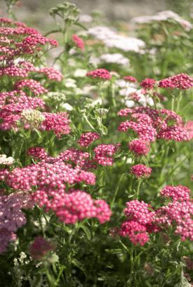 Immagine prodotto Sonnentor Schafgarbe Tee (50 g)