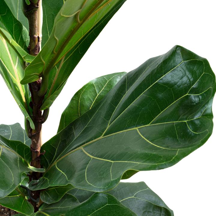 Actual product image Flowerbox Fiddle-leaf fig - height ca. 100 cm, pot-Ø 21 cm - Ficus Lyrata (100 cm)