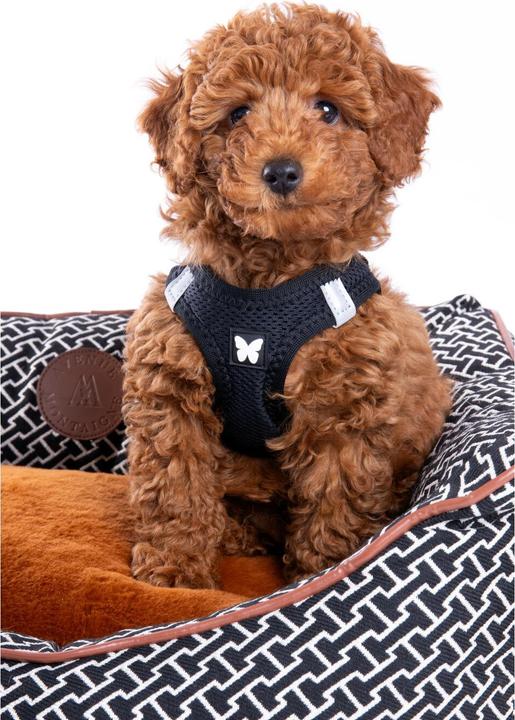 Actual product image Martin Sellier Basket for dogs and cats (Cat, Dog)