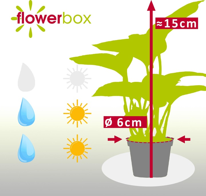 Produktbild Flowerbox Efeutute - Epipremnum Pinnatum 'Marble Queen' (15 cm)