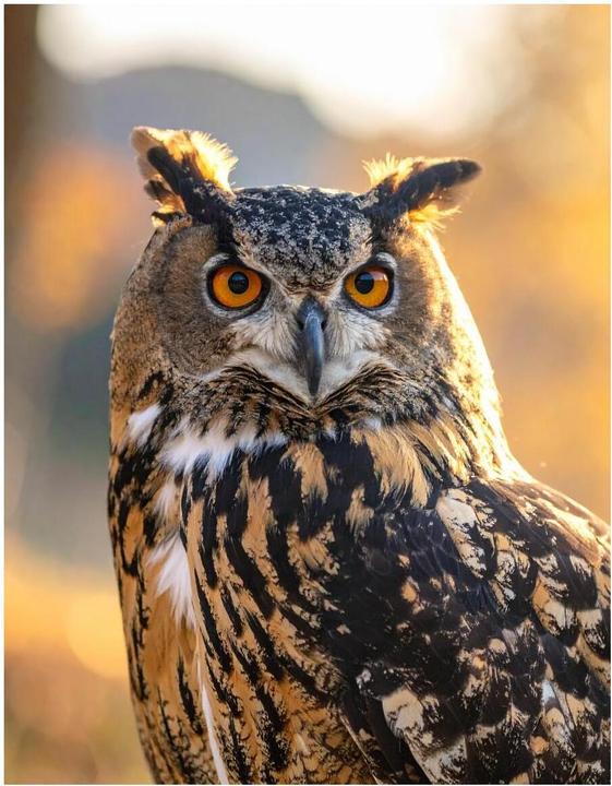 Image du produit Wandbild24.ch Wandbild Eule (60 x 45 cm)