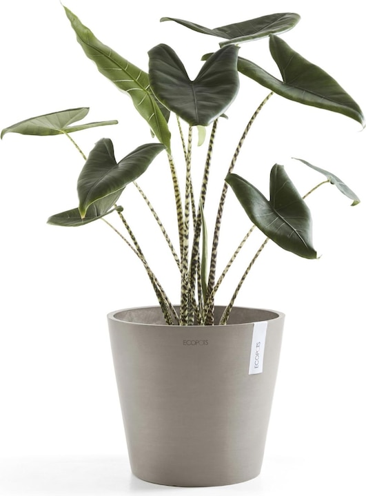 Immagine prodotto Ecopots Amsterdam (30 cm)