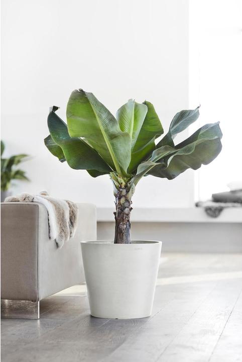 Image du produit Ecopots Amsterdam (40 cm)