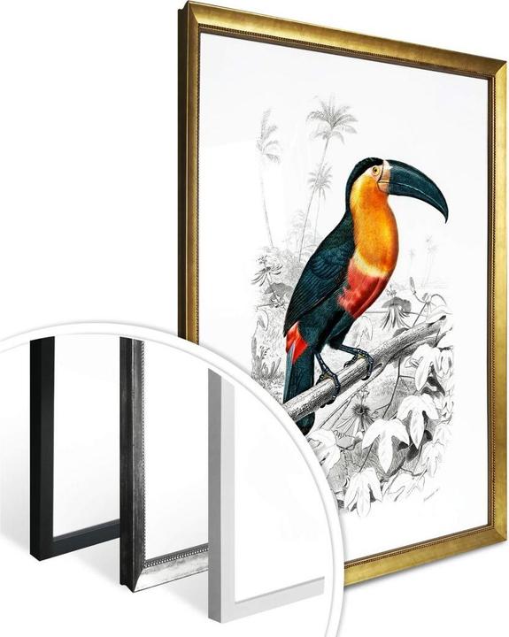 Image du produit Trenddeko Toucan (40 x 50 cm)