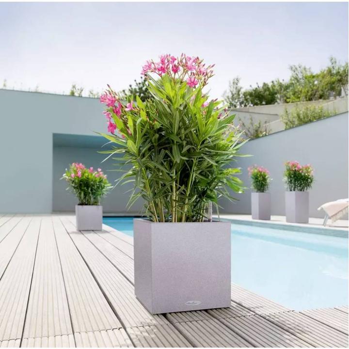 Image du produit Lechuza Canto Color Cube (30 x 30 x 30 cm)