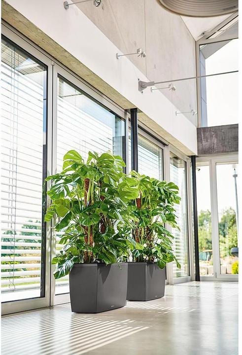 Image du produit Lechuza Cararo (75 x 30 x 43 cm)