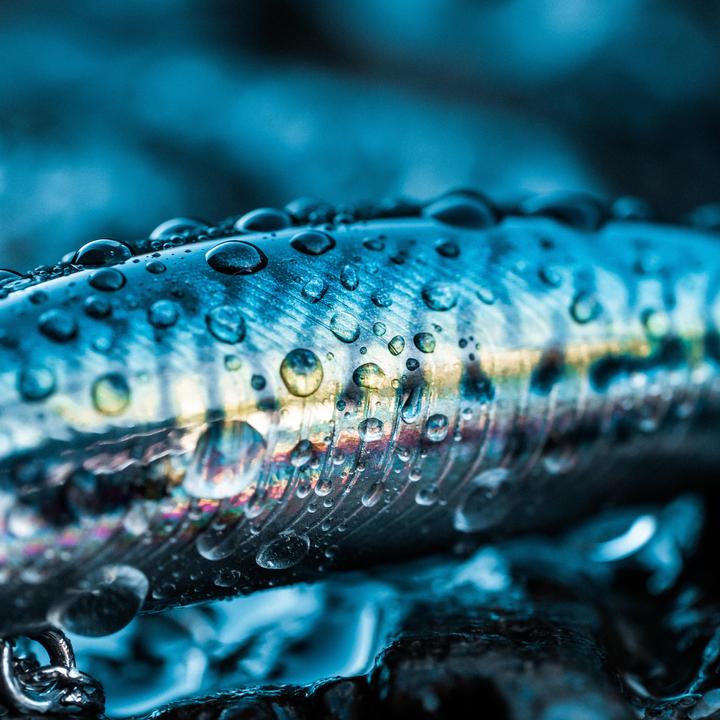 Immagine prodotto Caperlan Wobbler Saxton 75S Jerkbait Saltwater (7 cm)