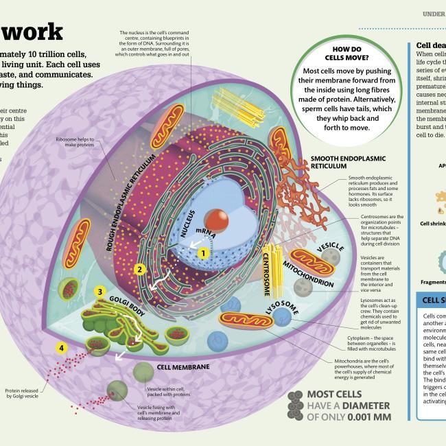 Produktbild How the Body Works (Englisch, DK, 2016)