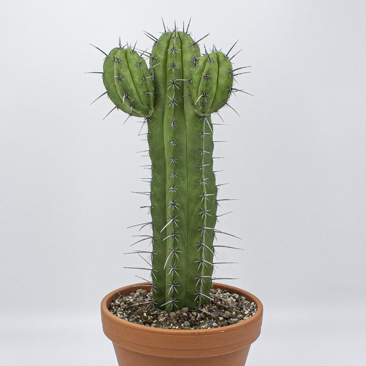 Kakteen Gautschi Polaskia chichipe (55 cm)