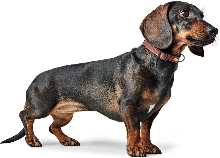 Actual product image Hunter Canadian Up for dogs Cognac S/2 (2, S, Dog, General)
