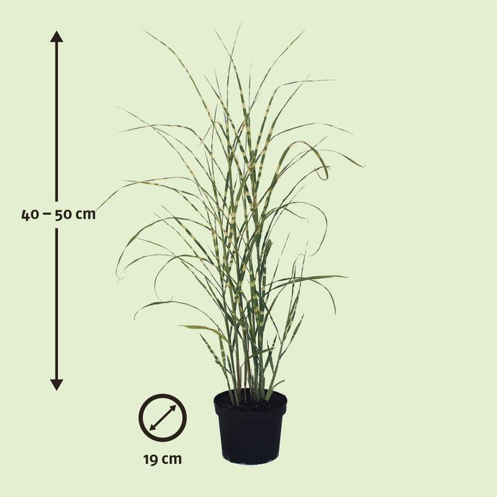 Image du produit Zulauf Eulalie (40 cm)
