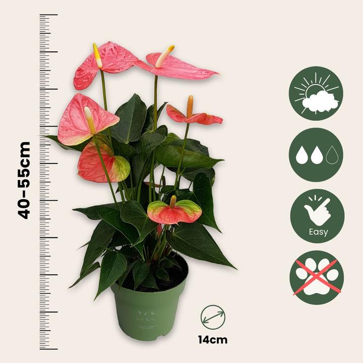 Produktbild Plant in a Box Anthurium 'Colorado Pink" - (40 cm)