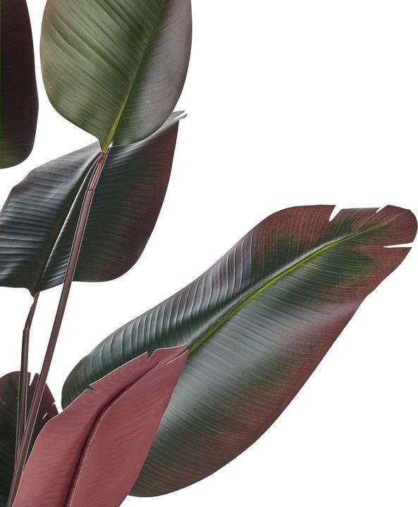 Immagine prodotto Beliani Banana Tree (170 cm)