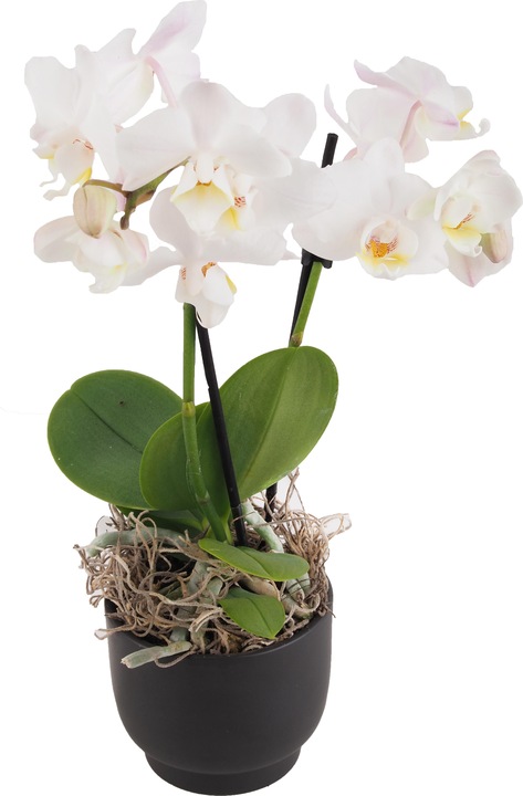 Image du produit Migros Ostschweiz Petite coupe à orchidée (26 cm)