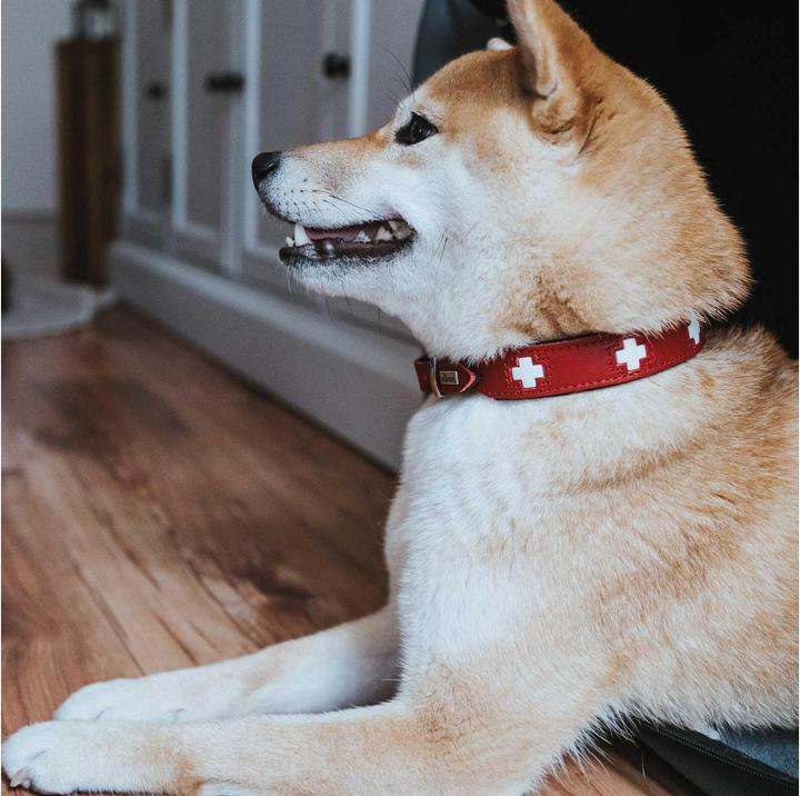 Actual product image Hunter Collar Swiss genuine leather (35, 36, 37, 38, 39, 40, 41, 42, 43, Dog, Walks)