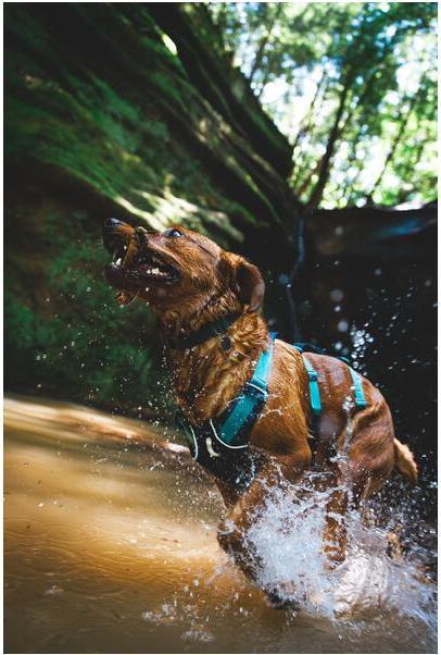 Produktbild Ruffwear Flagline Hundegeschirr (L, XL, Hund, Allgemein)