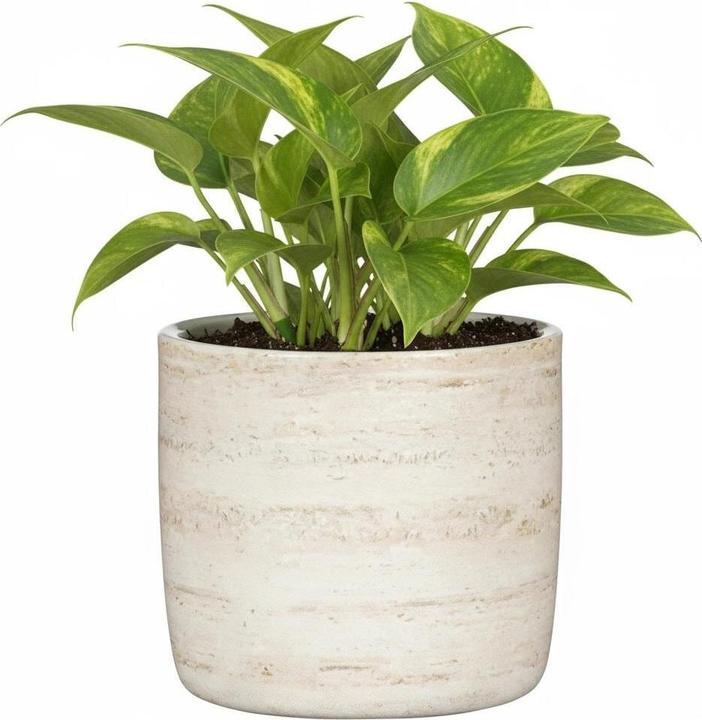 Actual product image Scheurich Flower pot 69668, ceramics, beige (15 x 13.60 cm)