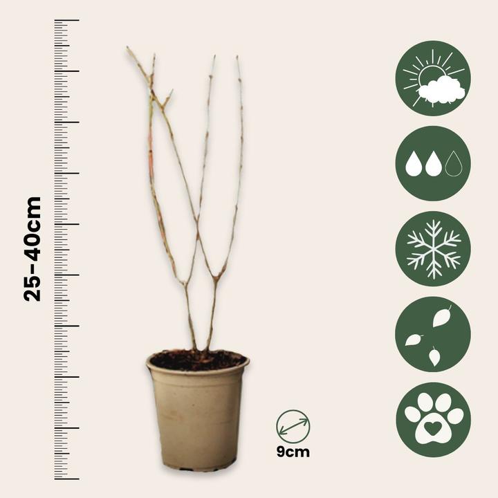 Produktbild Plant in a Box Punica Granatum - 6er Set Granatapfelbaum (25 cm)